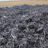 خریدار نوار تیپ