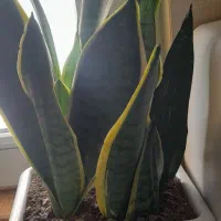 گل های زیبا و سر حال|گل و گیاه طبیعی|مهاجران, |دیوار