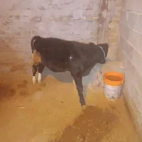 گاو جوان|حیوانات مزرعه|بیرانوند, |دیوار