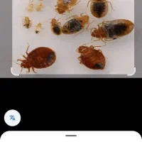 سمپاشی سم‌پاشی پردیسان قم روستاها شبانه روزی|خدمات نظافت|قم, انسجام|دیوار