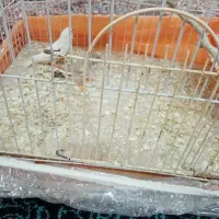 فنچ|پرنده|نیشابور, شهید بهشتی|دیوار