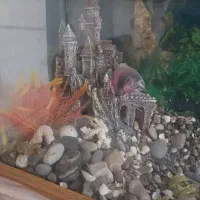 اکواریوم|ماهی|تهران, مختاری|دیوار