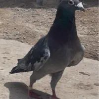 کبوتر