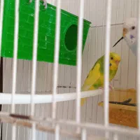 مرغ عشق سالم|پرنده|تربت جام, رضاآباد|دیوار