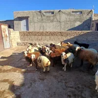 شش راس بره  پرواری وچاق  ویک راس بزغاله نر|حیوانات مزرعه|ایوان, |دیوار