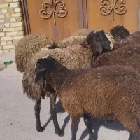 میش و قوچ و بره نر و ماده و بز|حیوانات مزرعه|قزوین, |دیوار
