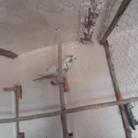 چهاتا کبوتر پرشی عالی دونه ای ۳۰۰