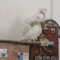 کبوتر