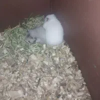 همستر|موش و خرگوش|شیروان (خراسان), |دیوار