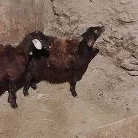 دوبره خونی خوب|حیوانات مزرعه|دیواندره, |دیوار