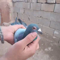 کبوتر پلاکی مسافتی|پرنده|مسجد سلیمان, |دیوار