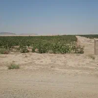 فروش ملک پسته باچاه آب