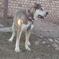 ۱عدد ماده|سگ|عطاملک, |دیوار