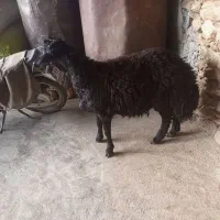 کاور بران جوان|حیوانات مزرعه|مریوان, |دیوار