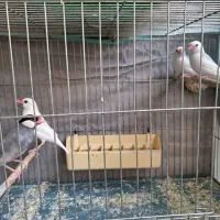 یک فنج نرگسی بالغ و دوتا جوجه دونخور|پرنده|تهران, شکیبا|دیوار