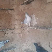 بدرنگ|پرنده|بوئین زهرا, |دیوار