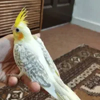 عروس هلندی