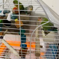 طوطی برزیلی ۳ ماه و تخم گذار