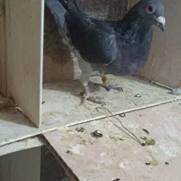 دو عدد نر|پرنده|خرم‌آباد, |دیوار