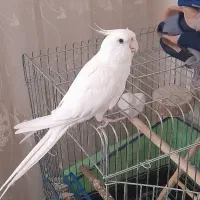 عروس هلندی آلبینو دستی و سخنگو