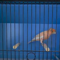 فروش قناری ماده سرخ هلندی کاکلی|پرنده|امیدیه, |دیوار