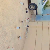 طوقی  سپیدان.