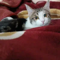 گربه ماده هفت ماهه