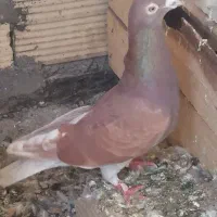 کفتر‌کبوتر