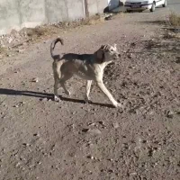سگ عراقی