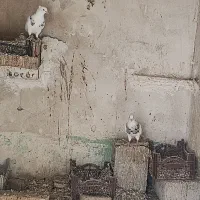 کبوتر