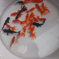 ماهی قرمز عید