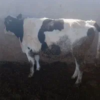 گاو شکم دوم