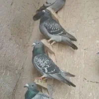 کبوتر پلاکی