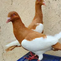 کبوتر بوم