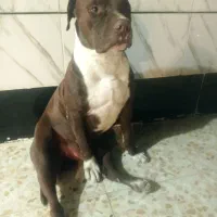 سگ پیت بول|سگ|کارون, |دیوار