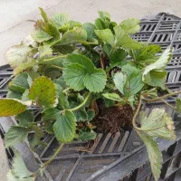 بوته توت فرنگی خارجی فرانسوی