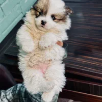 سگ خانگی نژاد پامر|سگ|پیرانشهر, |دیوار