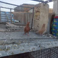 طوقی دم سفید|پرنده|مشهد, محمدآباد|دیوار