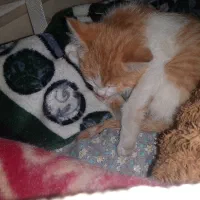 بچه گربه محلی