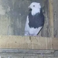 کبوتر طوقی|پرنده|اسیر, |دیوار