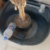 سنگ سرشور کاملا سالم