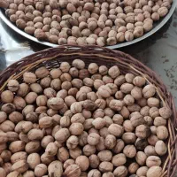 گردو امساله