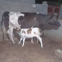 عرضه فروش گاو دورگ یا گوساله دورگ ومحلی