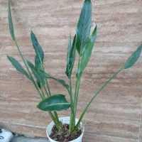 گلهای زیبا|گل و گیاه طبیعی|خمام, |دیوار