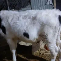 گوسالهگوشتی|حیوانات مزرعه|هندمینی, |دیوار