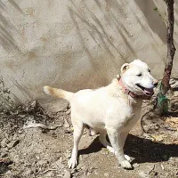 واگذاری سگ گله و دامداری