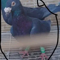 زاغ آلمانی نر هوایی قور قوری|پرنده|تربتحیدریه, مظفریه|دیوار