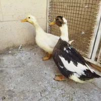 اردک چاق و سرحال