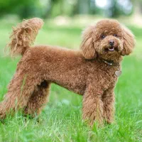 واگذاری سگ پودل به