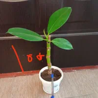 گل دیفن یوکاقاشقی شفلراپتوس سانسوریاگوش فیل کاکتو|گل و گیاه طبیعی|اسلام‌‌آباد غرب, |دیوار